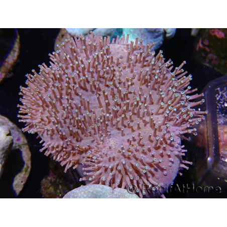WYSIWYG Sarcophyton sp 20