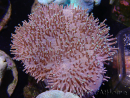 WYSIWYG Sarcophyton elegans Yellow ultra Fiji 20