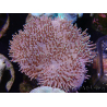 WYSIWYG Sarcophyton sp 20