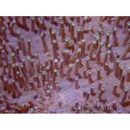 WYSIWYG Sarcophyton sp 20