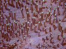 WYSIWYG Sarcophyton elegans Yellow ultra Fiji 20