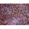 WYSIWYG Sarcophyton elegans Giallo ultra Fidji 20