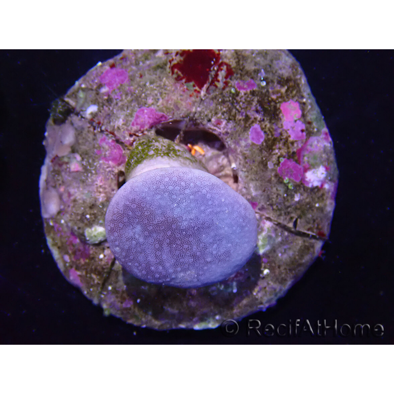 WYSIWYG Sarcophyton sp 22