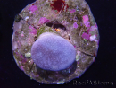 WYSIWYG Sarcophyton sp 22