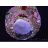 WYSIWYG Sarcophyton sp 22