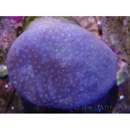WYSIWYG Sarcophyton sp 22