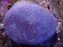 WYSIWYG Sarcophyton sp 22