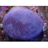 WYSIWYG Sarcophyton sp 22