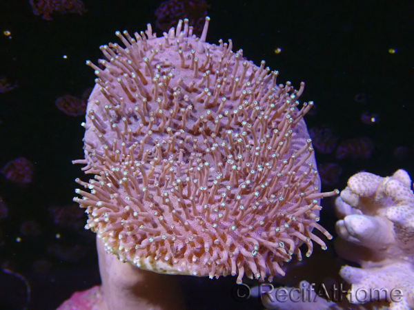 WYSIWYG Sarcophyton sp 23