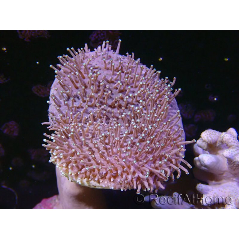 WYSIWYG Sarcophyton sp 23