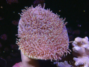 WYSIWYG Sarcophyton sp 23