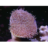 WYSIWYG Sarcophyton sp 23