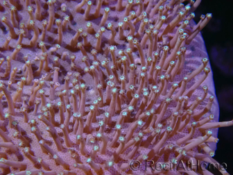 WYSIWYG Sarcophyton sp 23