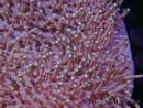 WYSIWYG Sarcophyton sp 23