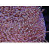 WYSIWYG Sarcophyton sp 23
