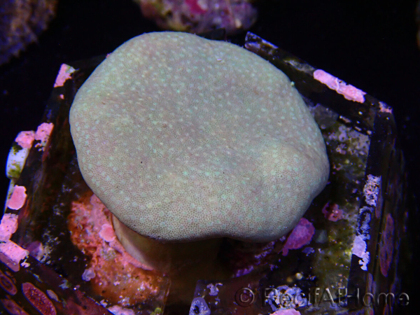 WYSIWYG Sarcophyton sp 24