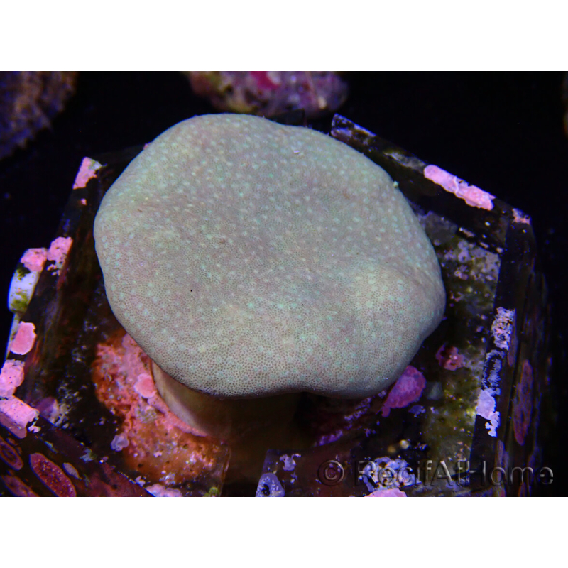 WYSIWYG Sarcophyton sp 24