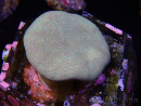 WYSIWYG Sarcophyton sp 24