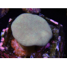 WYSIWYG Sarcophyton sp 24