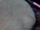 WYSIWYG Sarcophyton sp 24