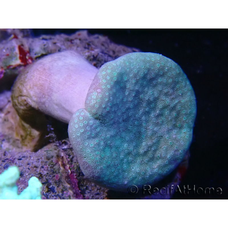 WYSIWYG Sarcophyton sp 41