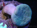 WYSIWYG Sarcophyton sp 41