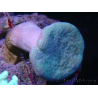 WYSIWYG Sarcophyton sp 41