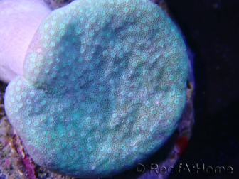 WYSIWYG Sarcophyton sp 41