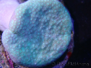 WYSIWYG Sarcophyton sp 41