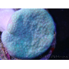 WYSIWYG Sarcophyton sp 41