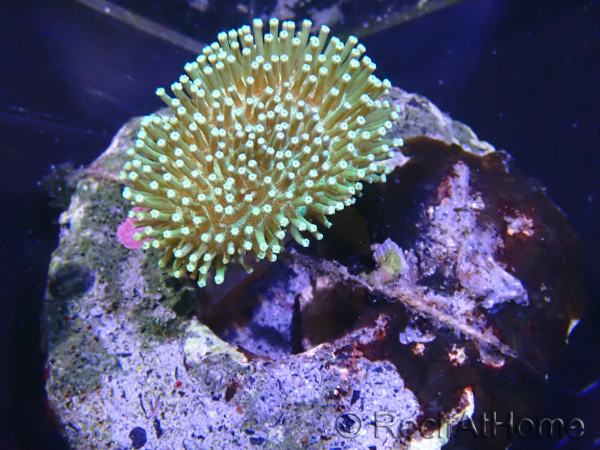 WYSIWYG Sarcophyton sp 47