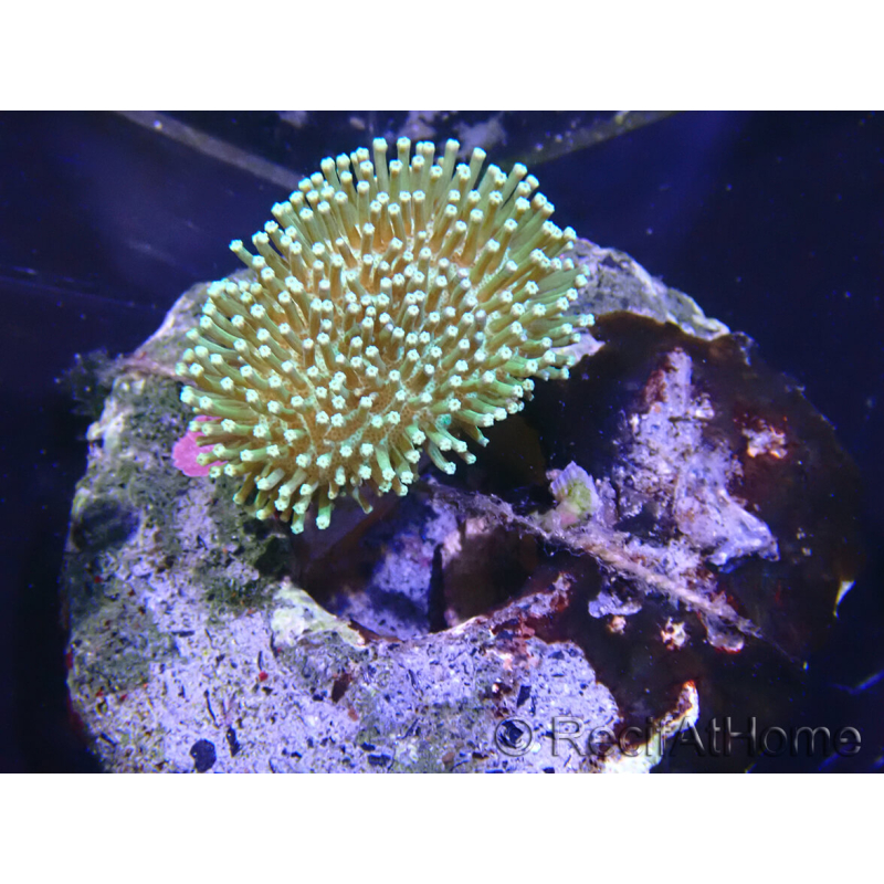 WYSIWYG Sarcophyton sp 47