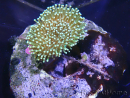 WYSIWYG Sarcophyton sp 47