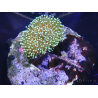 WYSIWYG Sarcophyton sp 47