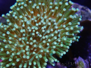 WYSIWYG Sarcophyton sp 47