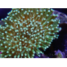WYSIWYG Sarcophyton sp 47