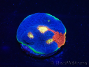  WYSIWYG - Echinophyllia Rainbow crush D3