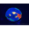  WYSIWYG - Echinophyllia Rainbow crush 21I4
