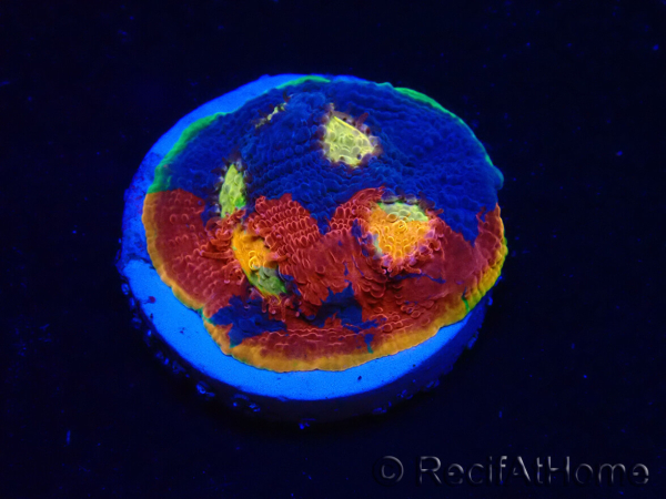 WYSIWYG - Echinophyllia Rainbow Crush 21I5