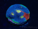  WYSIWYG - Echinophyllia Rainbow crush D3