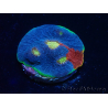  WYSIWYG - Echinophyllia Rainbow crush 21I4