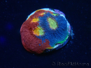 WYSIWYG - Echinophyllia Rainbow crush 21I5