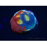 WYSIWYG - Echinophyllia Rainbow Crush 21I5