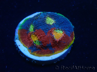 WYSIWYG - Echinophyllia Rainbow Crush 21I5
