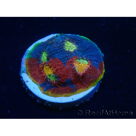 WYSIWYG - Echinophyllia Rainbow crush 21I5