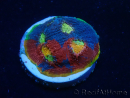 WYSIWYG - Echinophyllia Rainbow Crush 21I5