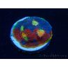 WYSIWYG - Echinophyllia Rainbow Crush 21I5