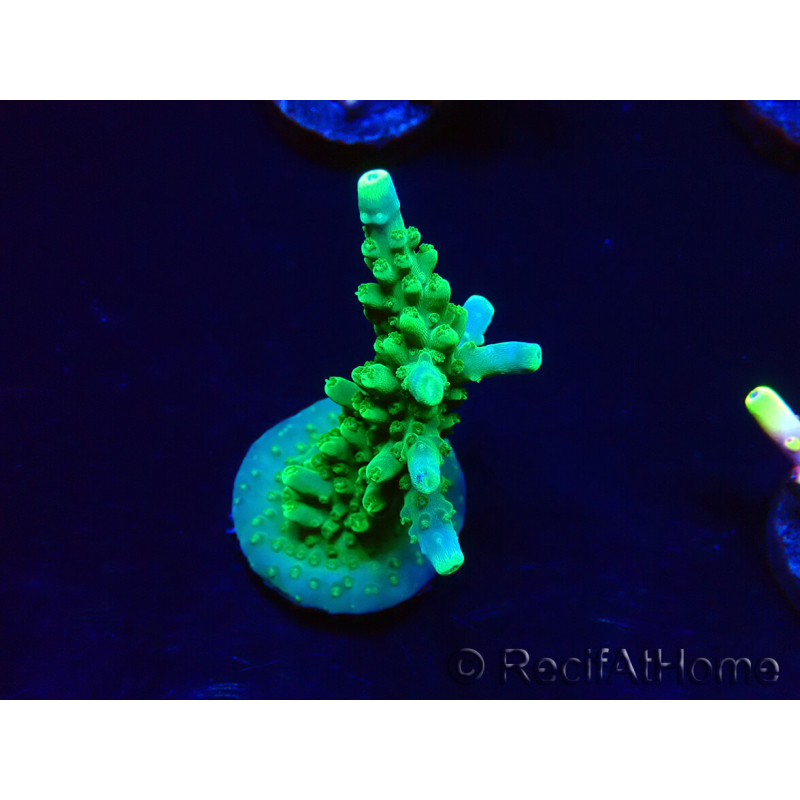 WYSIWYG RAH Acropora Joker 5H1