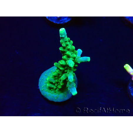 WYSIWYG RAH Acropora Joker 5H1