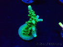 WYSIWYG RAH Acropora Joker 5N1